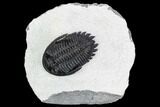 Hollardops Trilobite - Nice Eye Facets #108236-1